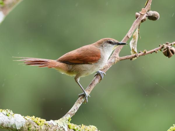 Geelkeelstekelstaart (Certhiaxis cinnamomeus)